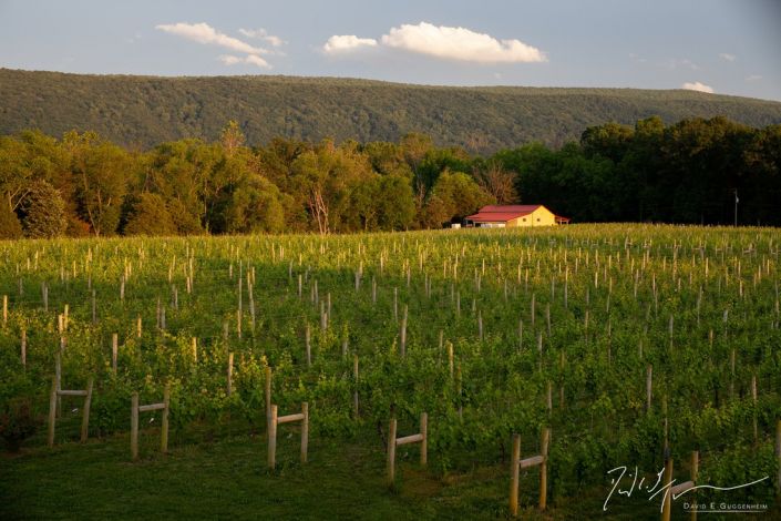 "The Winery" - The winery & vineyard bathed in the late summer sun at Muse Vineyards. (Woodstock, Virginia.)