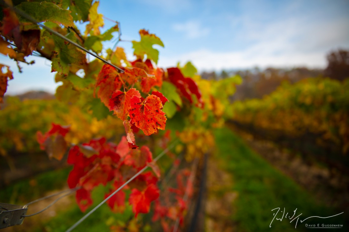 "Fall in the Vineyard" - The exquisite fall colors are not limited to trees. The vineyard bursts with color and tranquility on an October morning. (Muse Vineyards, Woodstock, Virginia)..