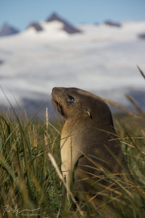 "Antarctic Pup" - A newborn Antarctic fur seal. Sealing drove the species to near-extinction in the 19th century. Populations have been recovering since sealing ceased in the early 20th century.