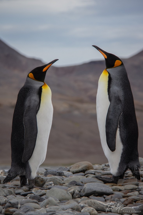 "Doubletake" - A pair of king penguins stand motionless in symmetry on South Georgia Island.