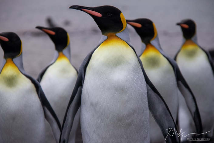 "Forward March" - A group of king penguins march by in formation on South Georgia Island.