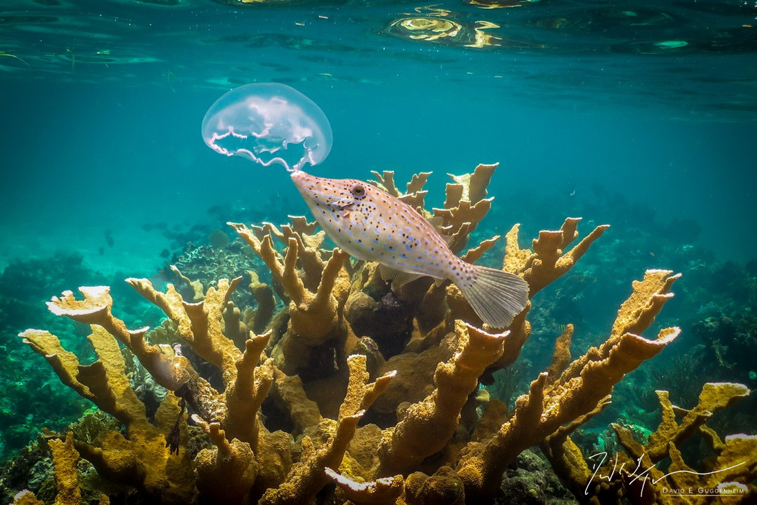 "Nibbler" - A trunk fish nibbles on a moon jelly above a stand of elkhorn coral in Cuba’s Punta Francés marine reserve. Once abundant, elkhorn coral is now considered critically endangered.