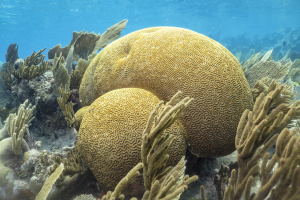 Brain Coral - Cuba
