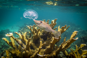 Trunk FIsh Nibbles on a Moon Jellyfish by Elkhorn Coral - Cuba's Isle of Youth