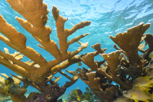 Elkhorn Coral - Cuba